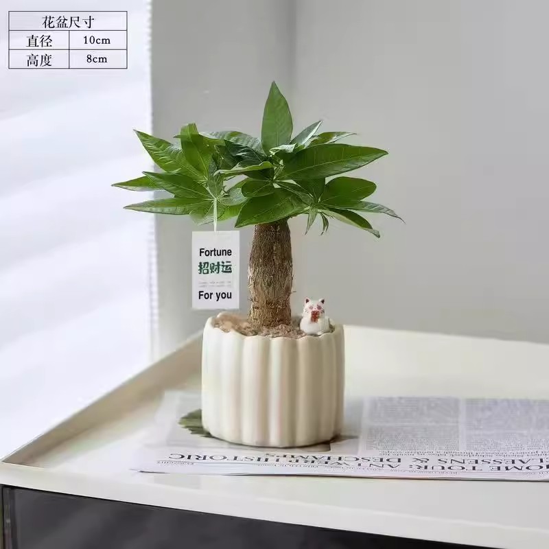 发财树绿植小盆栽办公室桌面客厅创意招财解压摆件四季室内植物