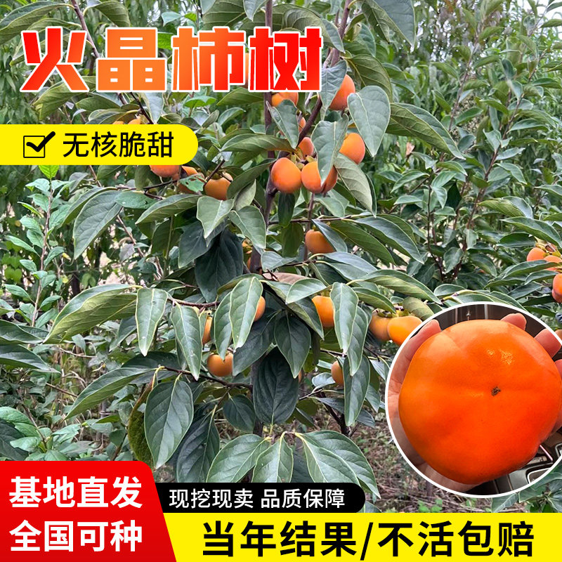 柿子树苗脆甜黑磨盘火晶红灯笼庭