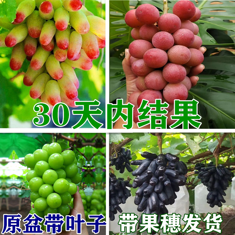 一物一拍橘子红橘砂糖橘蜜桔葡萄柠檬/柑橘类盆栽