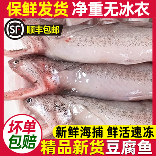 新鲜豆腐鱼舟象山海捕新货鲜活龙头鱼水潺海鲜水产生鲜精品九肚鱼