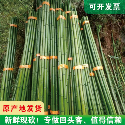 现砍现发新鲜竹子急速发货可定制