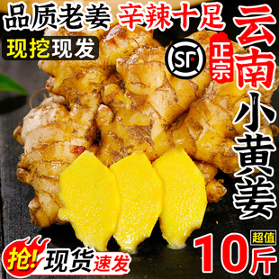 正宗云南小黄姜2025新鲜嫩姜嫩子姜现挖农家沙姜老姜生姜蔬菜批发