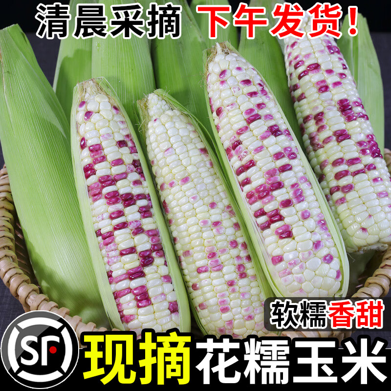 新鲜花糯玉米9斤现摘当季整箱花甜糯玉米苞谷嫩玉米棒子甜玉米菜