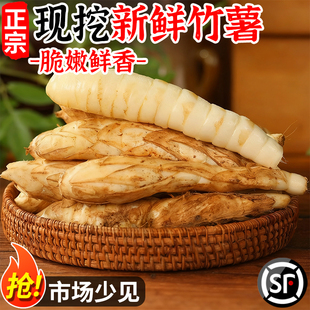 正宗高州竹薯新鲜现挖冬粉薯竹芋应季冬笋蔬菜火锅煲汤食材包邮
