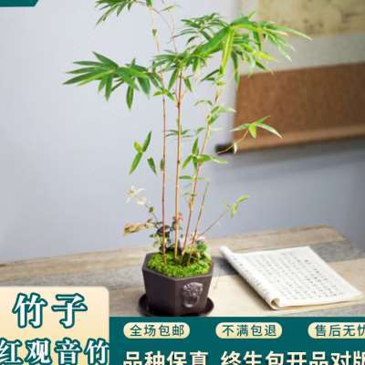 致一生兰园红运观音竹客厅庭院阳台盆景绿植寓意节节高好养易活