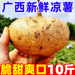 广西凉薯10斤新鲜现挖白心地瓜沙葛水果蔬菜农家番薯即食脆甜大果