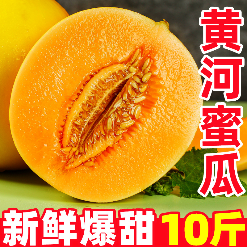 正宗黄河蜜瓜10斤新鲜水果应当季香甜瓜黄金瓜哈密瓜玉菇阎良甜瓜