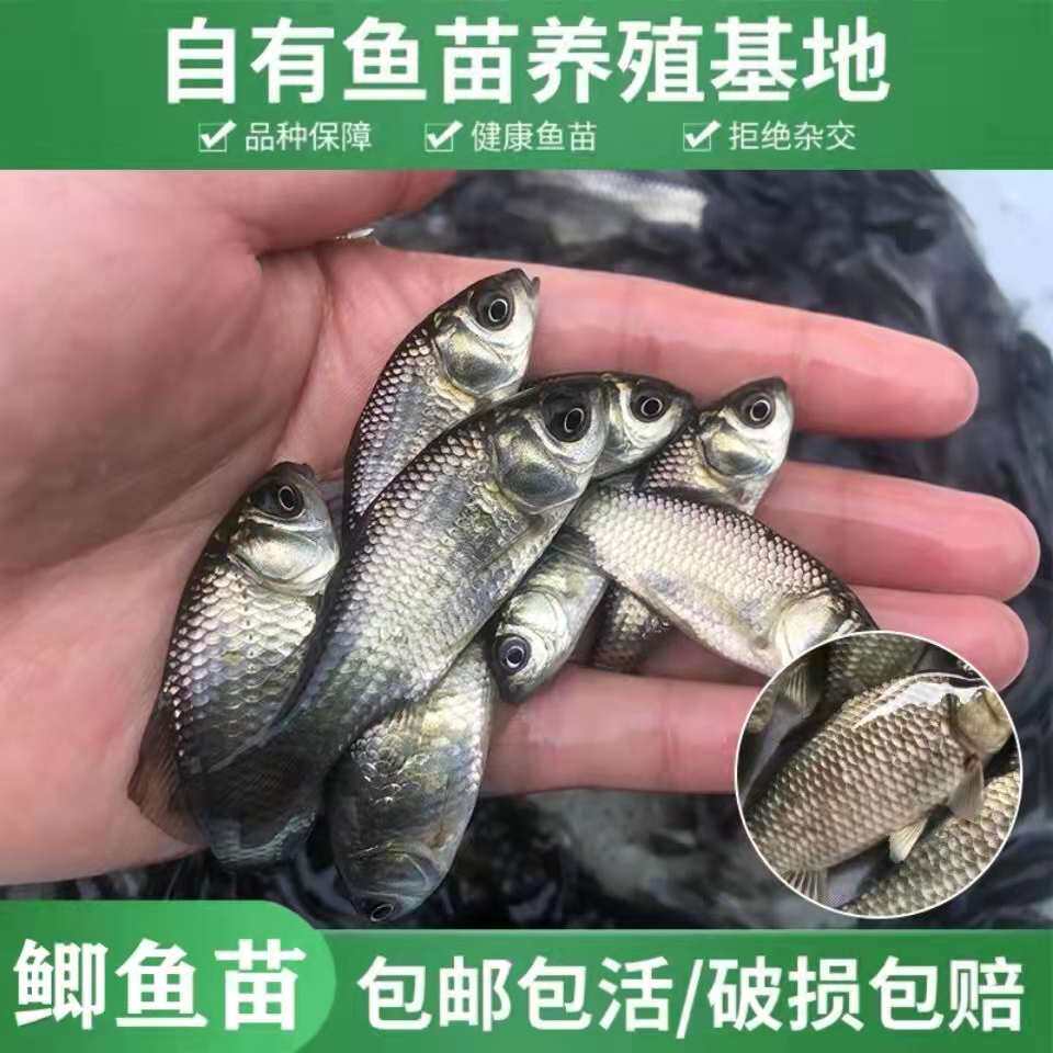 大品种黄金鲫鱼苗中科五号工程鲫湘云鲫淡水养殖活体饲料鱼苗水花