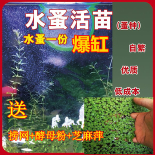 水蚤活苗繁殖鱼虫红虫水虱子冰冻鱼食卵饲料兰寿鱼苗幼苗开口活食