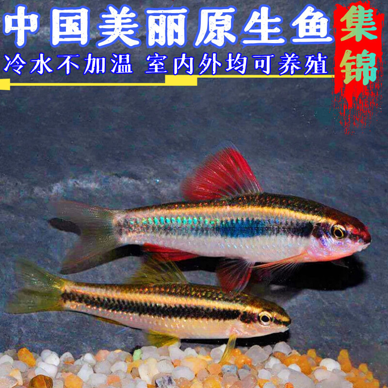 活体观赏鱼冷水鱼原生鱼小鳈虾虎鳑鲏长鳍鱲马口光唇鱼冷水清道夫-封面