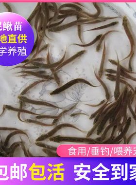 台湾小泥鳅苗本地青鳅东北金鳅水花鲜活筏钓养殖淡水乌龟龙鱼饲料