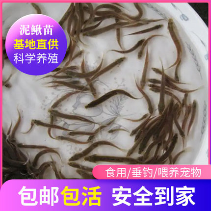 台湾小泥鳅苗本地青鳅东北金鳅水花鲜活筏钓养殖淡水乌龟龙鱼饲料