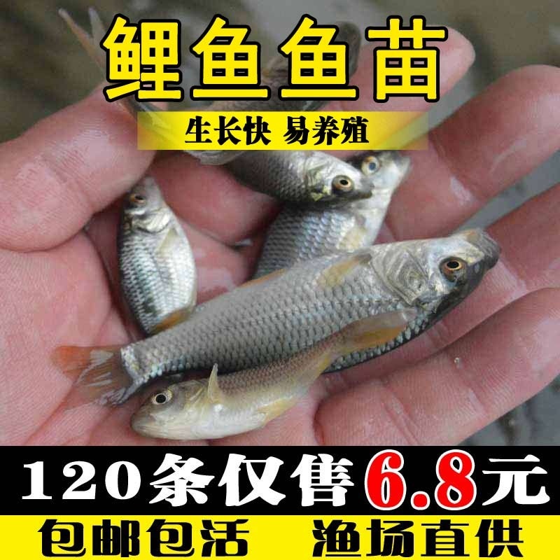 鲤鱼苗活体淡水养殖稻田鱼贵州荷花鱼红尾观赏小鱼苗鲤鱼鱼苗