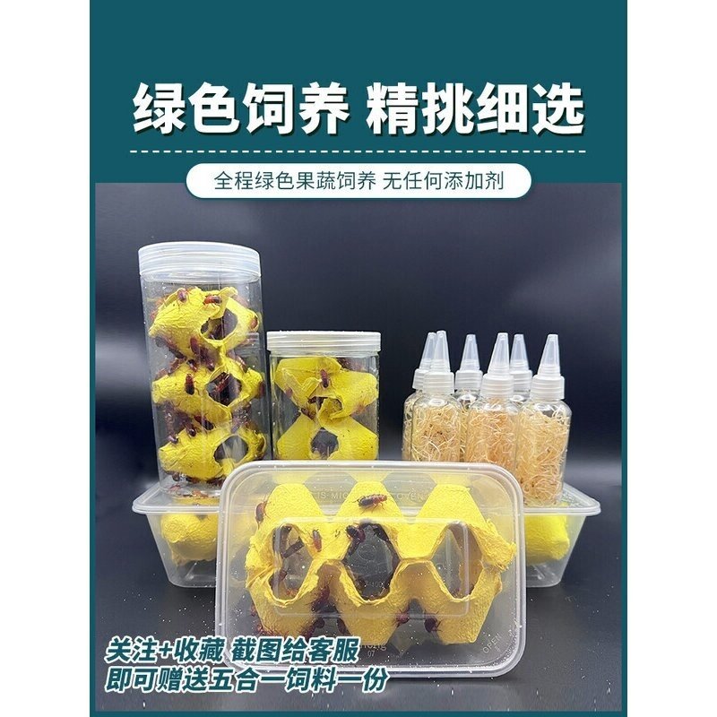 樱桃红蟑螂活体饲料盒装瓶装方便简单适合新手守宫食物爬宠鸣虫