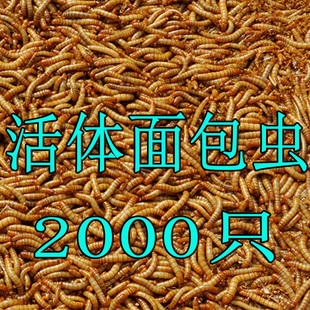 费活体面包虫活体黄粉虫宠物饲料八哥话梅鸟龙鱼饲料活虫2000只 免邮