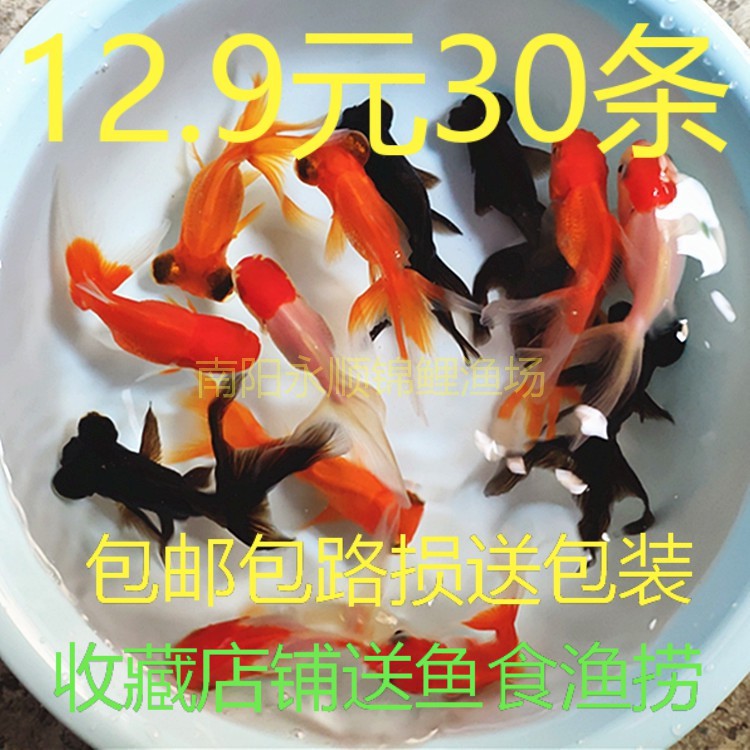 小金鱼活锦鲤鱼苗冷水观赏鱼活体小鱼活大鱼好养淡水鱼缸鱼