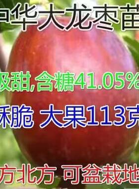 新品种果树苗枣中华大龙当年