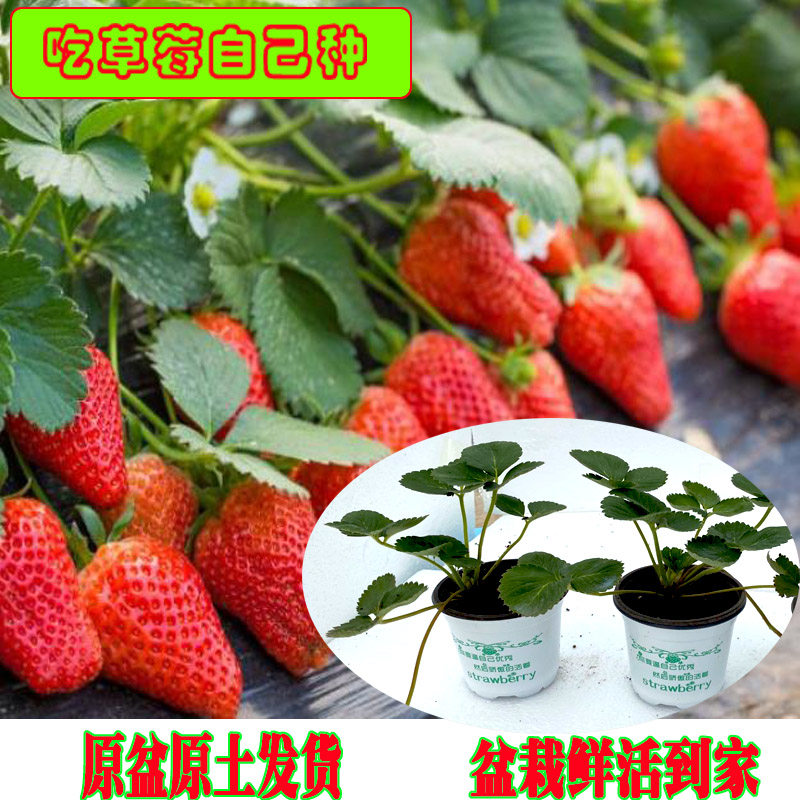 草莓苗四季奶油桃熏原盆带土当年结果南方北方阳台种植淡雪草莓苗
