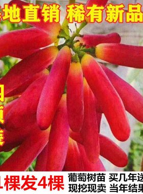无核玲珑指葡萄苗树稀有四