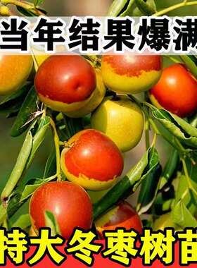 新疆和田大枣树苗特红活冬
