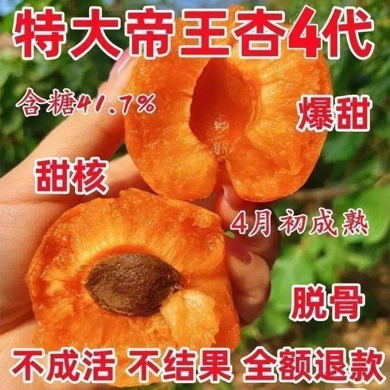 特大嫁接杏树苗早熟耐寒帝王杏当年结果超甜油杏南北