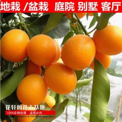 脆皮金桔苗果树柑庭院地栽