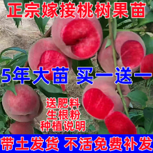 桃树果苗黄桃鹰嘴桃油桃冬桃盆栽地栽嫁接苗南方北方种植当年结果