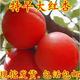 嫁接特早大红杏树苗 508红杏苗 早熟红杏子南方北方种植当年结果