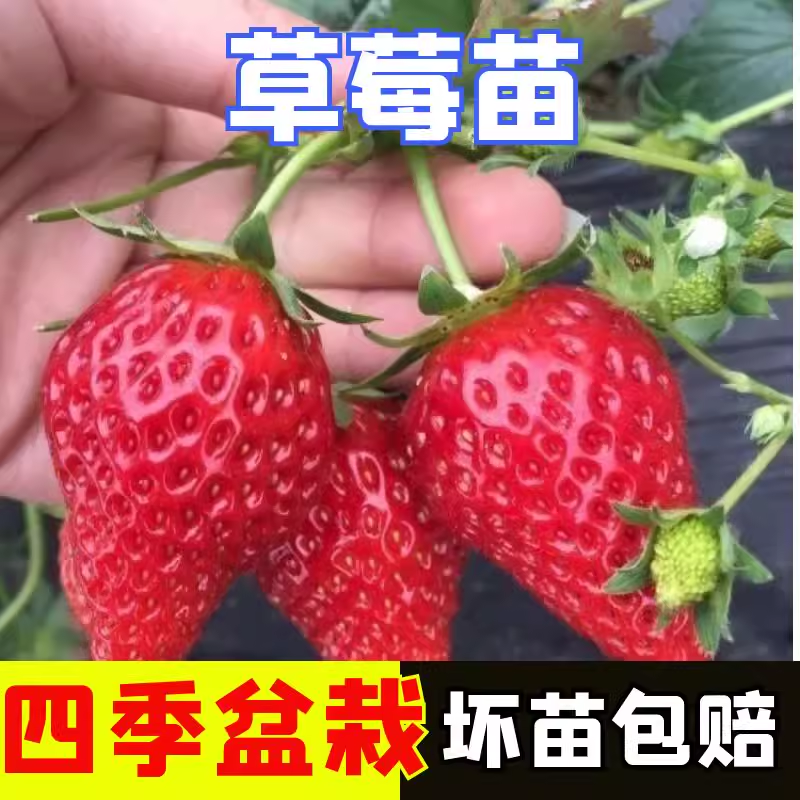 草莓苗奶油红颜秧四季大棚种