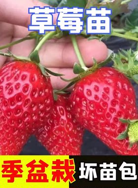 草莓苗奶油红颜秧四季大棚种