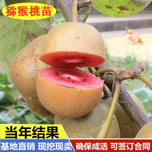 红心猕猴桃苗南北方种植嫁