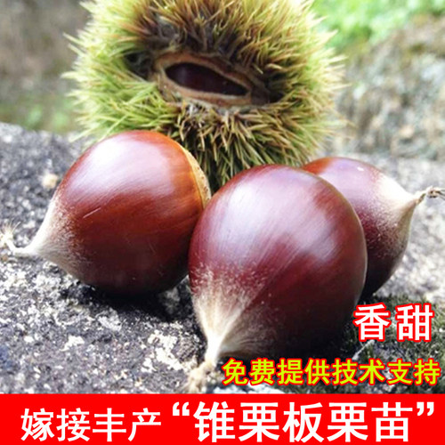 正宗建瓯锥栗苗嫁接处暑红树