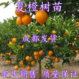 夏橙苗地栽庭院果树苗特大夏橙树苗盆栽嫁接脐橙橙子树苗当年结果