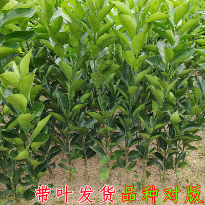 江西赣南脐橙苗嫁接纽荷尔