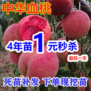 桃树嫁接苗冬桃树果苗庭院盆栽地栽南方北方种植血桃中油4桃树苗
