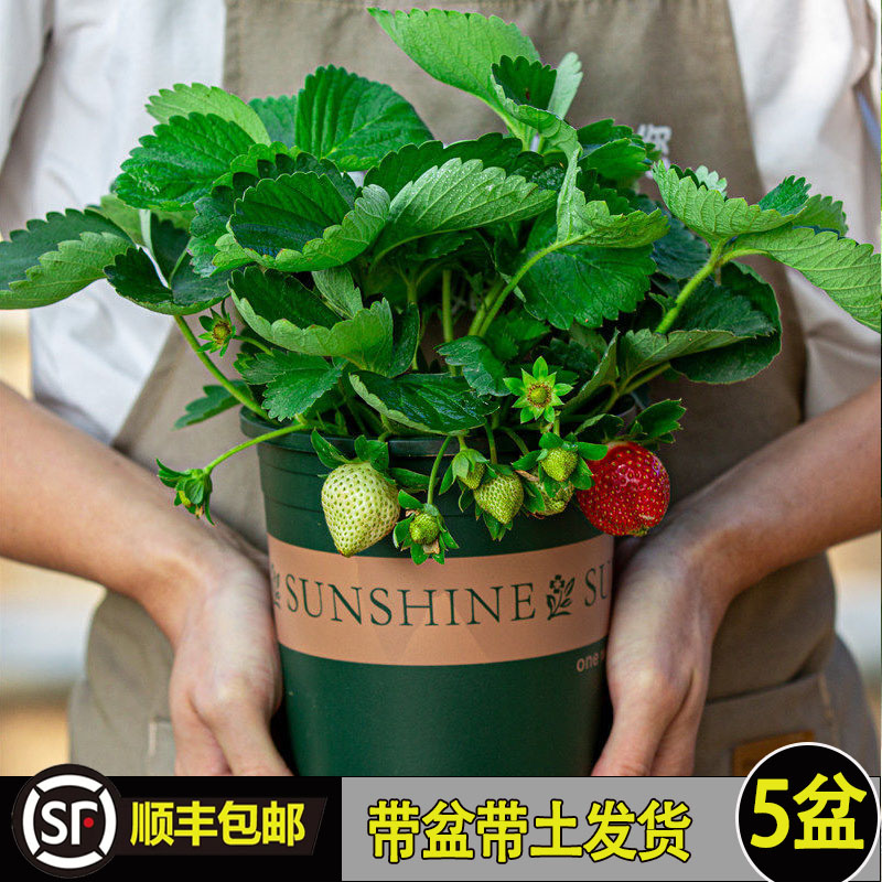 四季草莓苗盆栽带土穴脱毒当