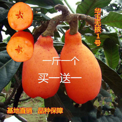 一斤个无核大果枇杷苗盆栽树