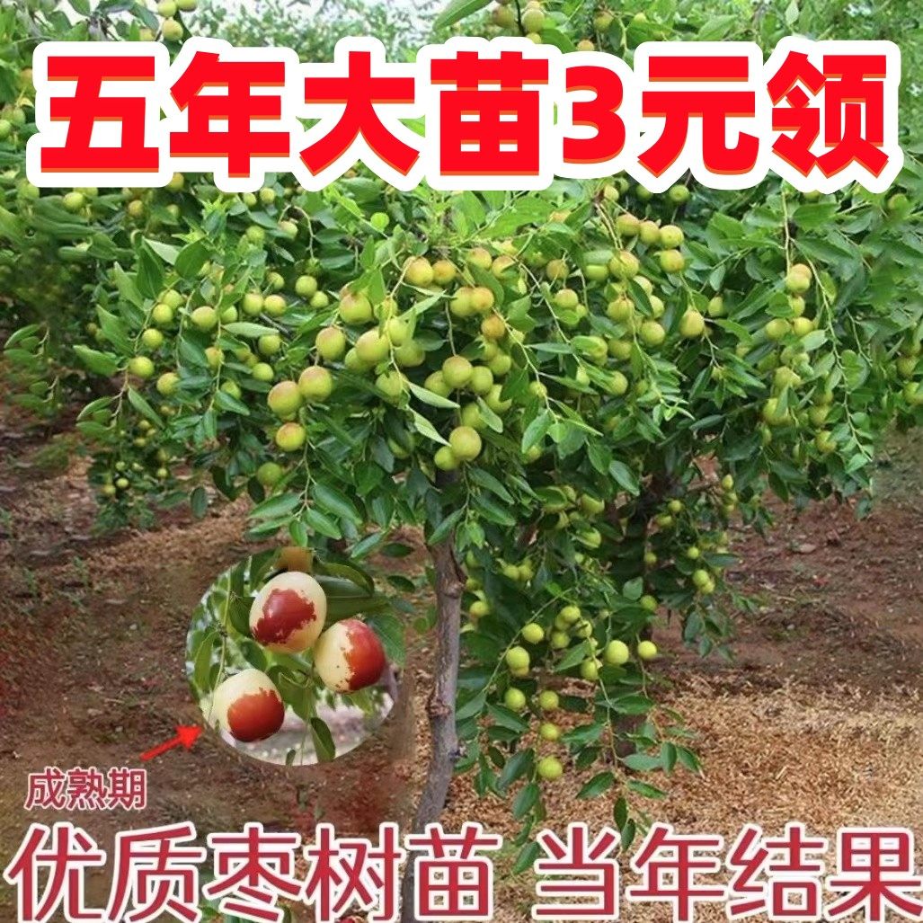 沾化冬枣庭院地载嫁接和田枣大枣树特大枣树苗带土球当年结果枣树