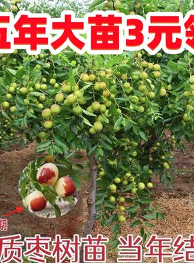 沾化冬枣庭院地载嫁接和田大