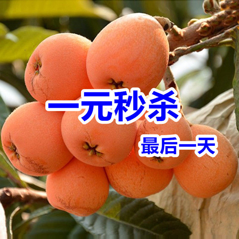 枇杷苗嫁接大五星果树苗地栽南北方种植盆栽大五星琵琶苗当年结果,鲜花速递/花卉仿真/绿植园艺,果树,淘宝优惠券,粉丝福利购,淘宝优惠卷