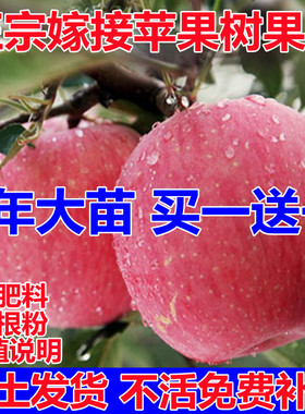 苹果树苗南方北种植嫁接红富
