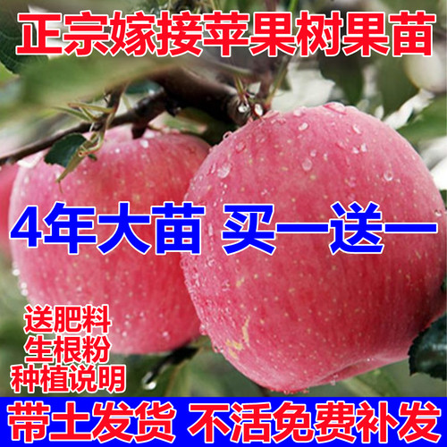 苹果树苗南方北种植嫁接红富