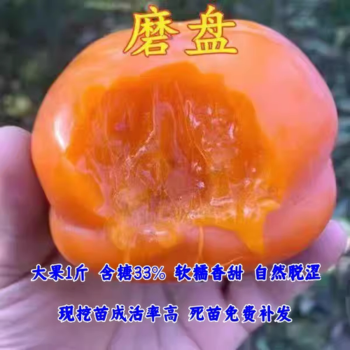 特大磨盘柿子树苗无籽中华