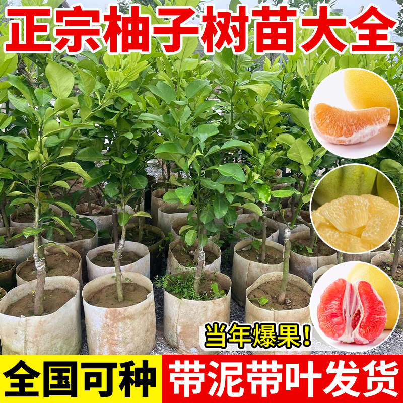 柚子树苗红心蜜沙田青四季