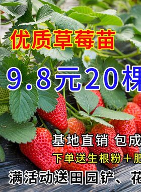 日本章姬奶油草莓苗室内阳