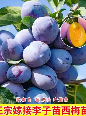 西梅树苗果嫁接女神新疆李