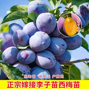 西梅树苗果苗嫁接女神新疆西梅苗李子树苗当年结果树南方北方种植