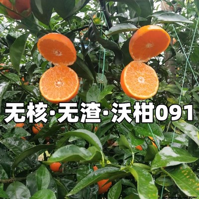 皇帝柑果树苗橘正宗广西09