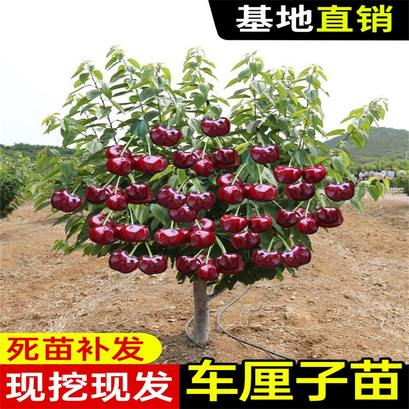 特大车厘子树苗樱桃苖盆栽