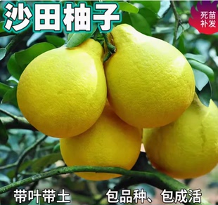 梅州沙田柚苗带土南北方庭院特大果树苗盆栽嫁接柚子树苗当年结果